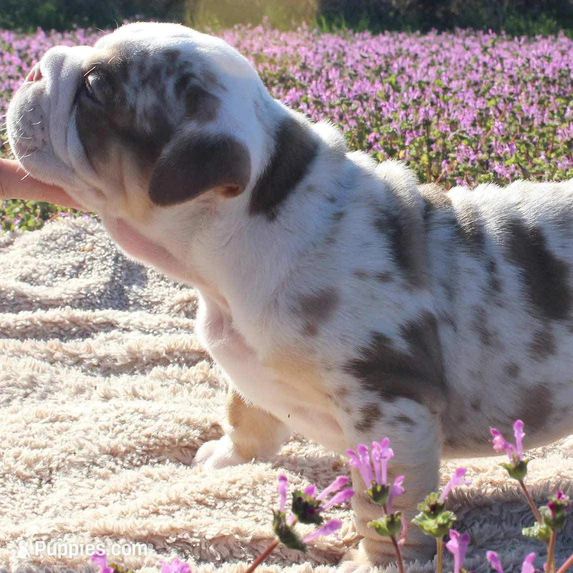 Fezzik, a male English Bulldog for sale in Point, TX – Photo 5 of 6