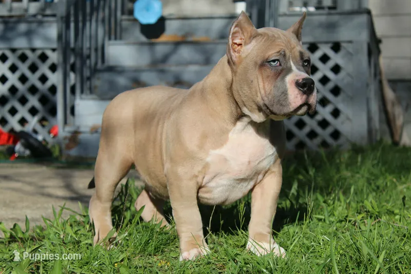 Remble – American Bully puppy for sale in Akron, OH