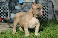 Remble, a male American Bully for sale in Akron, OH – 1 of 2