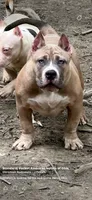 Remble, a male American Bully for sale in Akron, OH – 2 of 2