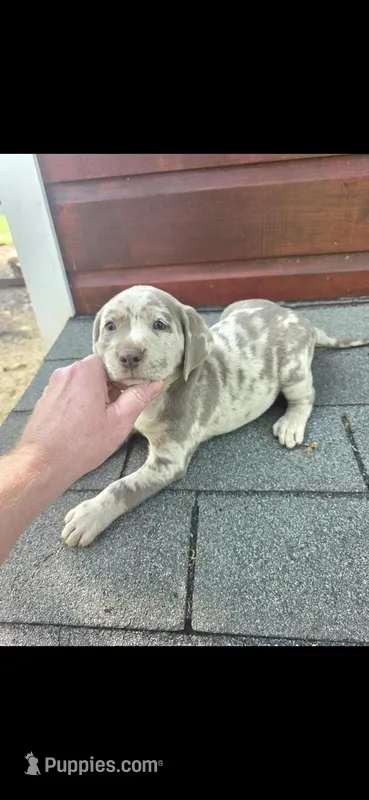 Gracey – Labrador Retriever puppy for sale in Alvord, TX