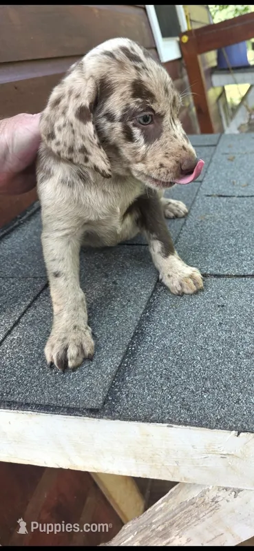 Winston – Catahoula Leopard Dog, Labrador Retriever puppy for sale in Alvord, TX