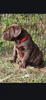 Yonkers, a female Catahoula Leopard Dog and Labrador Retriever for sale in Alvord, TX – Photo 2 of 3
