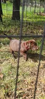 Yonkers, a female Catahoula Leopard Dog and Labrador Retriever for sale in Alvord, TX – Photo 3 of 3