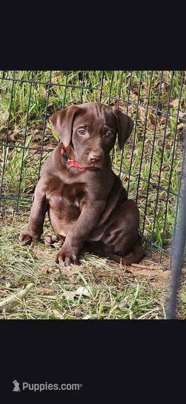Yonkers – Catahoula Leopard Dog, Labrador Retriever puppy for sale in Alvord, TX
