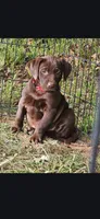 Yonkers, a female Catahoula Leopard Dog and Labrador Retriever for sale in Alvord, TX – Photo 1 of 3