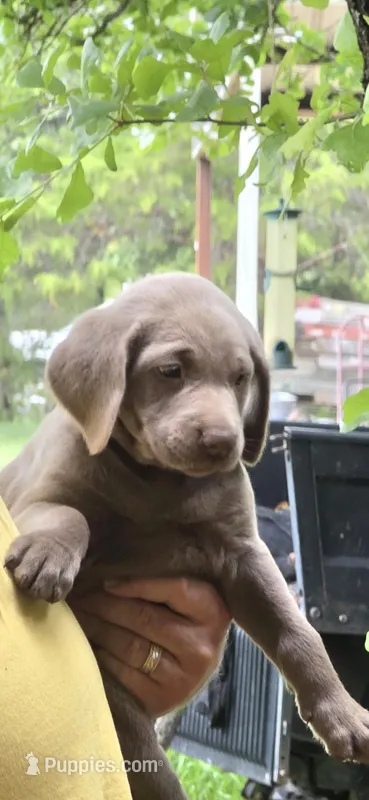April – Labrador Retriever puppy for sale in Alvord, TX