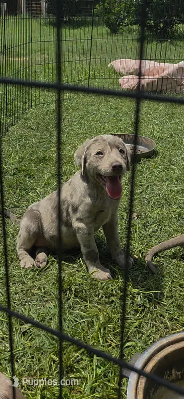 Mayge – Labrador Retriever puppy for sale in Alvord, TX