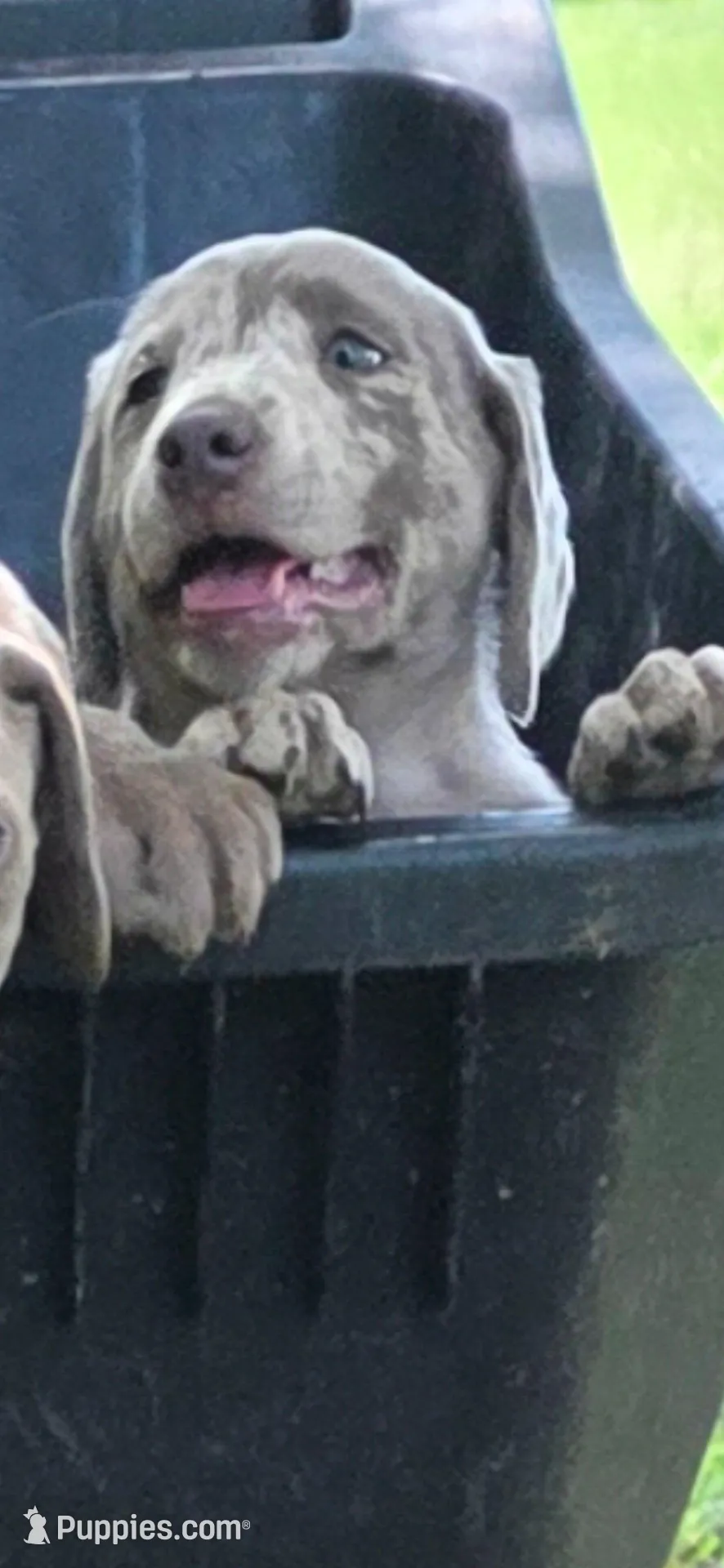 Mayge, a female Labrador Retriever for sale in Alvord, TX – Photo 2 of 3
