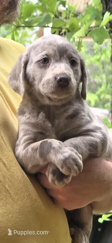 Lovey – Catahoula Leopard Dog, Labrador Retriever puppy for sale in Alvord, TX