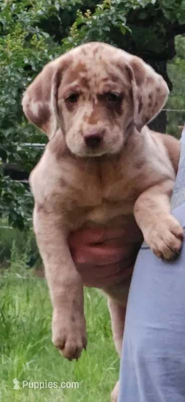 Jenny – Catahoula Leopard Dog, Labrador Retriever puppy for sale in Alvord, TX