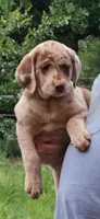 Jenny, a female Catahoula Leopard Dog and Labrador Retriever for sale in Alvord, TX – Photo 2 of 5
