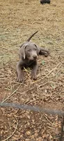 Snider, a male Labrador Retriever for sale in Alvord, TX – 3 of 4