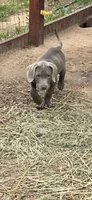 Snider, a male Labrador Retriever for sale in Alvord, TX – 1 of 4