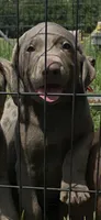 Snider, a male Labrador Retriever for sale in Alvord, TX – 2 of 4