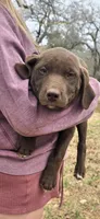 Ripley , a male Labrador Retriever for sale in Alvord, TX – Photo 6 of 6