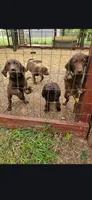 Coco, a female Labrador Retriever for sale in Alvord, TX – 4 of 4