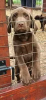 Coco, a female Labrador Retriever for sale in Alvord, TX – 3 of 4