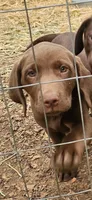 Coco, a female Labrador Retriever for sale in Alvord, TX – 2 of 4