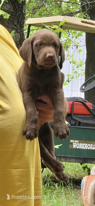 Coco – Labrador Retriever puppy for sale in Alvord, TX