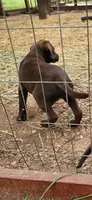 Peppi, a female Labrador Retriever for sale in Alvord, TX – 3 of 6