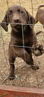 Peppi, a female Labrador Retriever for sale in Alvord, TX – 4 of 6