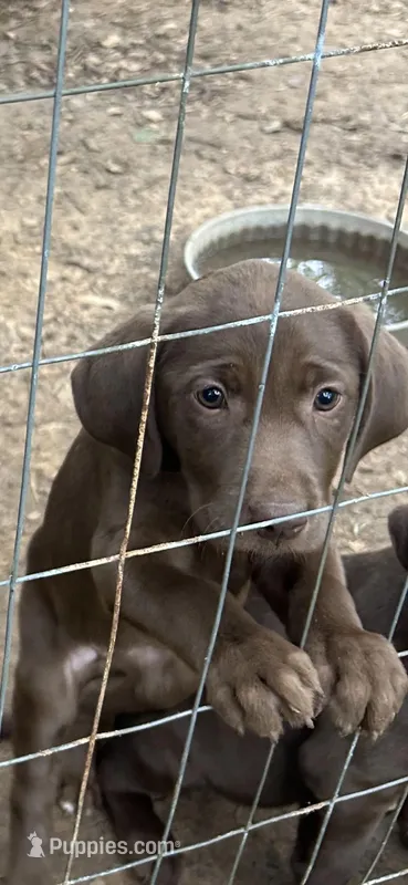 Peppi, a female Catahoula Leopard Dog and Labrador Retriever for sale in Alvord, TX – Photo 1 of 4