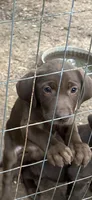 Peppi, a female Catahoula Leopard Dog and Labrador Retriever for sale in Alvord, TX – Photo 1 of 4