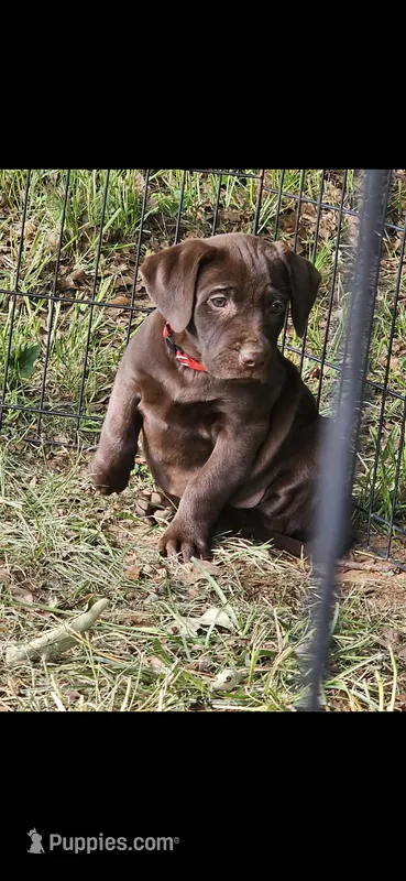 Peppi – Catahoula Leopard Dog, Labrador Retriever puppy for sale in Alvord, TX