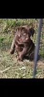Peppi, a female Catahoula Leopard Dog and Labrador Retriever for sale in Alvord, TX – Photo 4 of 4