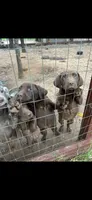 Peppi, a female Catahoula Leopard Dog and Labrador Retriever for sale in Alvord, TX – Photo 3 of 4