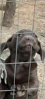 Peppi, a female Catahoula Leopard Dog and Labrador Retriever for sale in Alvord, TX – Photo 2 of 4
