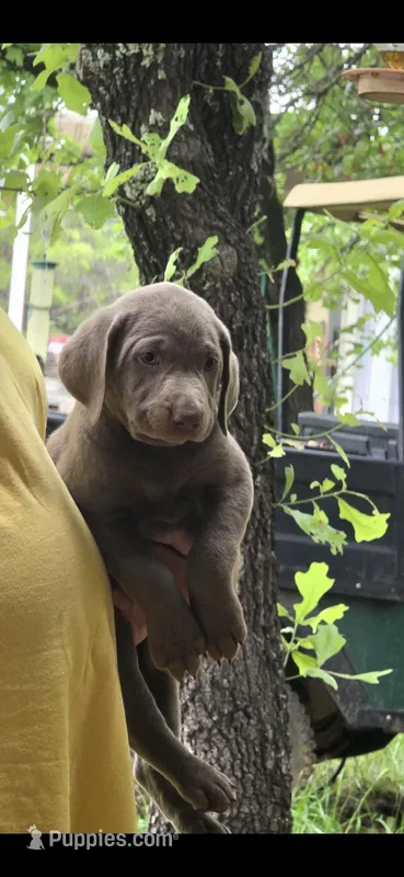 Farley – Labrador Retriever puppy for sale in Alvord, TX