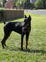 Deja, a female Doberman Pinscher for sale in Plainfield, IL – 5 of 5