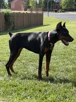 Deja, a female Doberman Pinscher for sale in Plainfield, IL – 4 of 5