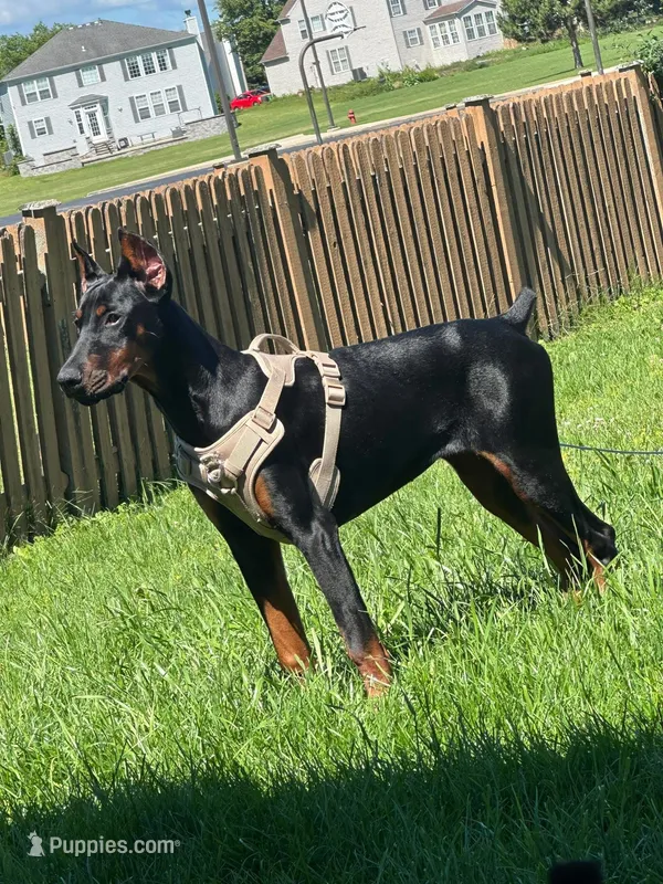 Deja – Doberman Pinscher puppy for sale in Plainfield, IL