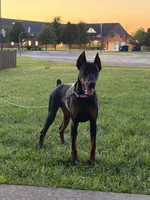 Deja, a female Doberman Pinscher for sale in Plainfield, IL – 2 of 5