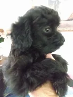 Sophie, a female Pomapoo for sale in Lake City, FL – 2 of 2