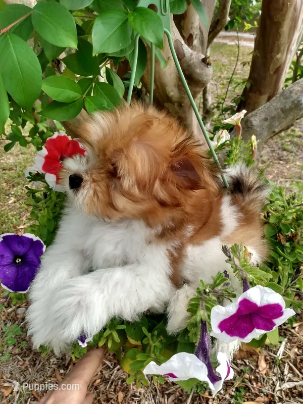 Creamsicle, a male Pomeranian and Shih Tzu for sale in Lake City, FL – Photo 1 of 2