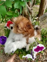 Creamsicle, a male Pomeranian and Shih Tzu for sale in Lake City, FL – Photo 1 of 2
