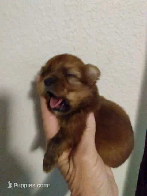 Rocky – Pomeranian, Shih Tzu puppy for sale in Lake City, FL