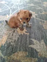 Rocky, a male Pomeranian and Shih Tzu for sale in Lake City, FL – Photo 3 of 3