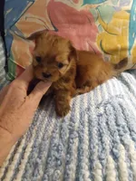 Rocky, a male Pomeranian and Shih Tzu for sale in Lake City, FL – Photo 2 of 3