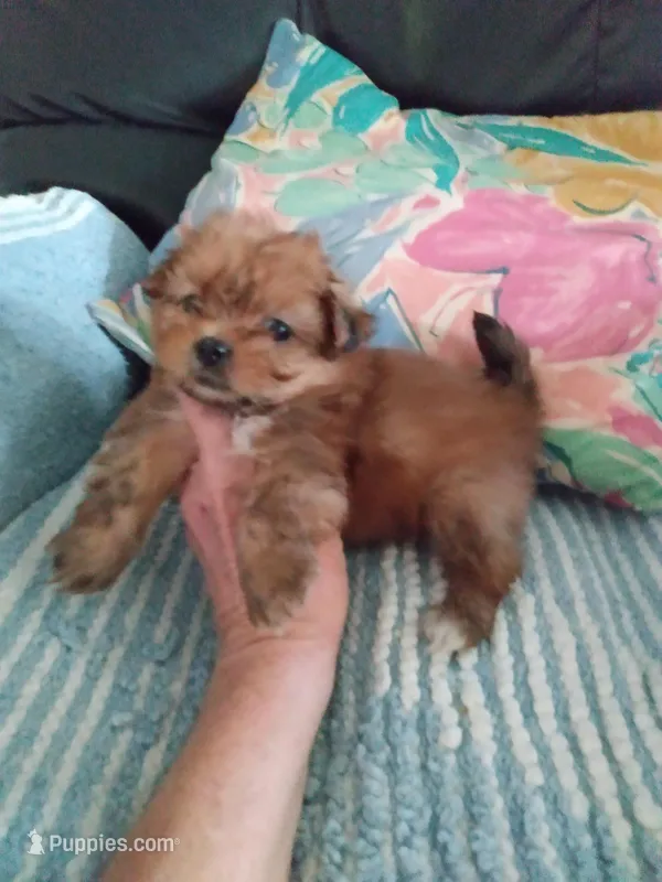 Rocky, a male Pomeranian and Shih Tzu for sale in Lake City, FL – Photo 1 of 3