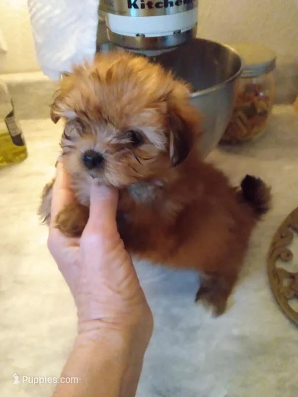 Rocky – Pomeranian, Shih Tzu puppy for sale in Lake City, FL