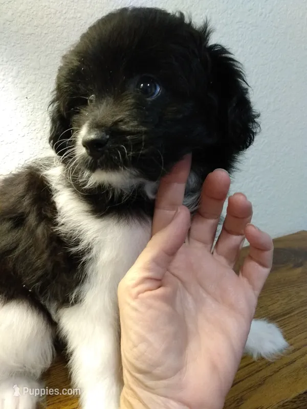 Marla – Pomapoo puppy for sale in Lake City, FL