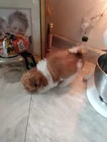 Creamsicle, a male Pomeranian and Shih Tzu for sale in Lake City, FL – Photo 3 of 3