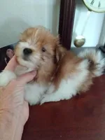 Creamsicle, a male Pomeranian and Shih Tzu for sale in Lake City, FL – Photo 2 of 3