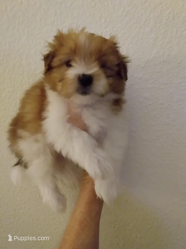 Creamsicle – Pomeranian, Shih Tzu puppy for sale in Lake City, FL