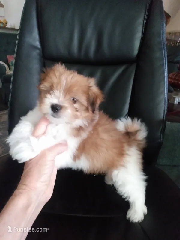 Creamsicle – Pomeranian, Shih Tzu puppy for sale in Lake City, FL
